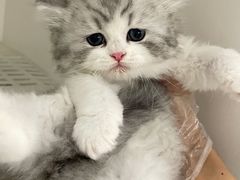 -lincat·猫舍(广州店)