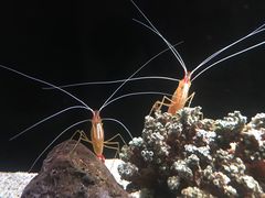 -暹罗海洋世界