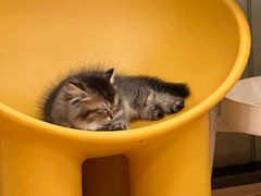 -有喵·猫咖·狗咖·30几只猫10只小狗(岗厦店)