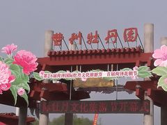 -曹州牡丹园