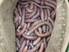 -红树林天天赶海