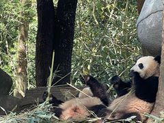 -中国大熊猫保护研究中心雅安碧峰峡基地