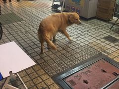 -椰爺爺·椰子冻砵仔糕