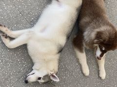 -Let's go狗咖·猫咖·奶狗·桌游(春熙路IFS店)