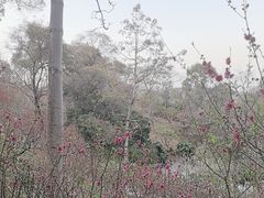 -桃花涧