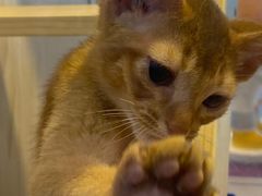 -爪爪喵星球·猫舍(前海卓越店)