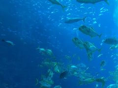 -亚特兰蒂斯•OSSIANO奥西亚诺海底餐厅