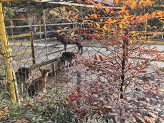 -合肥滨湖国家森林公园