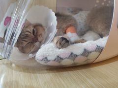-美联众合动物医院·24h京西诊疗中心