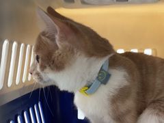 -四月宠物医院·猫专科·心脏专科·内科(转塘店)