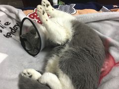 -仁普宠物诊所(住友昌盛新苑店)
