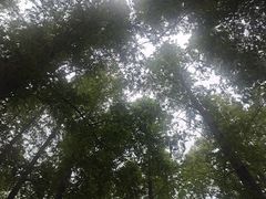 -日照海滨国家森林公园