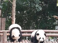 -成都大熊猫繁育研究基地