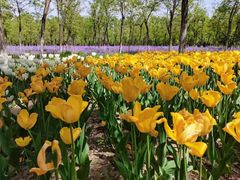 -永定河休闲森林公园