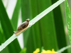 -洛阳市隋唐城遗址植物园