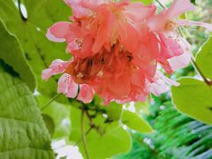 -呀路古热带植物园