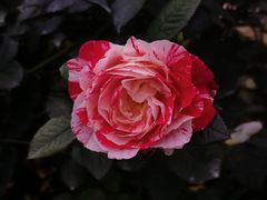 -人民公园(罗湖区)