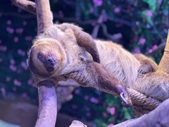 -正佳雨林生态植物园
