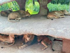 -北京野生动物园