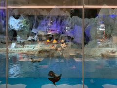 -帝企鹅自助餐厅•儿童岛•真企鹅(长隆企鹅酒店)