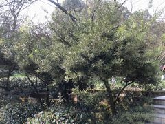 -南山植物园