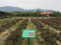 -亚龙湾国际玫瑰谷