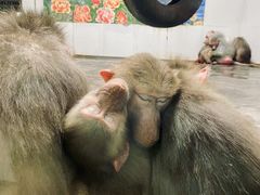 -西安秦岭野生动物园