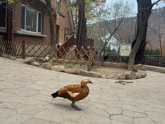 -大连森林动物园