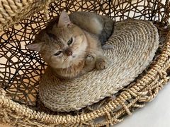 -飞行喵MR PILOT|猫舍·猫咖(静安大融城店)