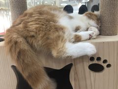 -喵园·猫主题咖啡厅·撸猫·猫咖(国贸店)