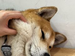 -是阿柴呀！柴犬咖啡·爱喵喵猫咖