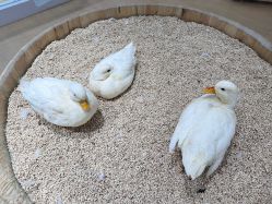 点击看大图 -小象动物公园