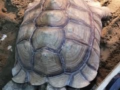 -上海大自然野生昆虫馆(东方明珠·爬宠昆虫探索中心)