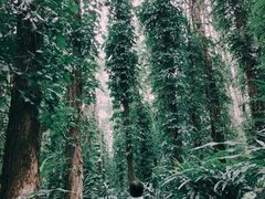 -华南国家植物园-售票处