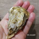 看得见的蚝美味～part 1 清蒸生蚝