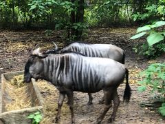 -清迈夜间动物园