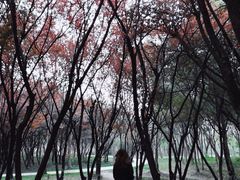 -昆山城市生态森林公园