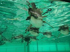 -西海国立公园九十九岛水族馆