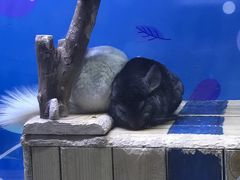-海合安青岛极地海洋公园