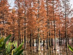 -白鹭湾湿地公园