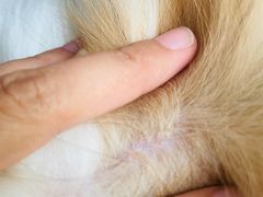 -FAELING PETS美天灵宠物(合生汇店)