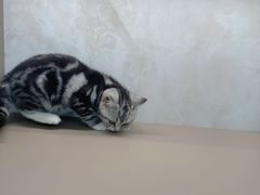 -翊宠yipet猫狗购宠庄园犬舍•猫舍