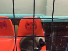 -猫咪博物馆(顶澳仔猫街店)