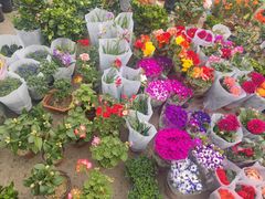 -中环花鸟鱼虫市场