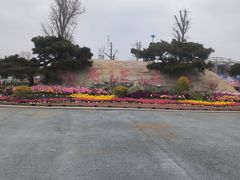 -荷兰花海