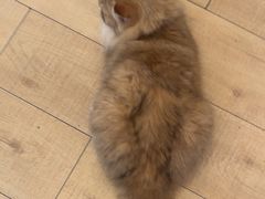 -Let's go狗咖·猫咖·奶狗·桌游(春熙路IFS店)