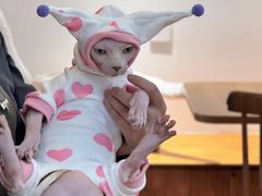 -有猫主题·治愈系猫咖(曾厝垵店)