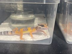 -酷以爬仙阁实体爬宠店·守宫·蜥蜴·专业繁育