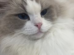 -滚猫咖啡·猫咖·猫友好撸猫(未来城店)
