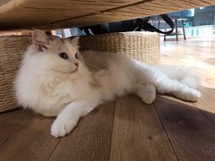 -瞄一喵猫咖(格力海岸店)